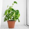 Schefflera de interior