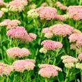 Sedums Botânicos