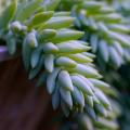 Sedums de folhagem azulada
