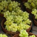 Sedums de folhagem dourada