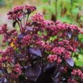 Sedums de folhagem púrpura