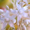 Sedums de flores brancas