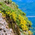 Sedums de flores amarelas