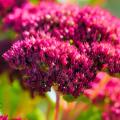 Sedums de flores vermelhas