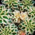 Sedums variegados
