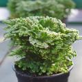 Selaginella de interior