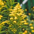 Solidago - Verão-dourado