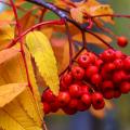 Sorbus - Sorveira