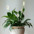 Spathiphyllum - Flor da lua