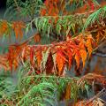Sumagre - Rhus