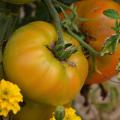 Tomates de frutos grandes