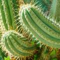 Trichocereus