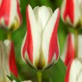 Tulipa Fosteriana
