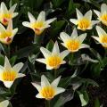 Tulipa Kaufmanniana