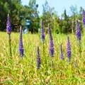 Verónicas em Espiga - Veronica spicata