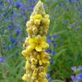 Verbascum - Malvas</br>