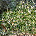 Margarida-dos-muros - Erigeron karvinskianus