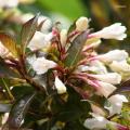 Weigela de folhas roxas