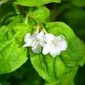 Weigela de folhas verdes