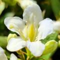 Weigela de flores brancas