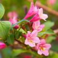 Weigela de flores cor-de-rosa