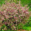 Weigela para sebes
