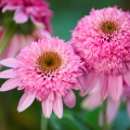Equináceas de flores duplas
