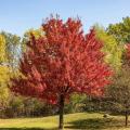 Bordo-vermelho - Acer rubrum