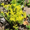 Sementes de Sedum