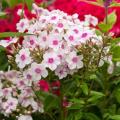 Phlox paniculata - Phlox de jardim