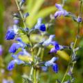 Sálvias perenes herbáceas