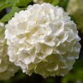 Viburnum opulus - Bola de Neve