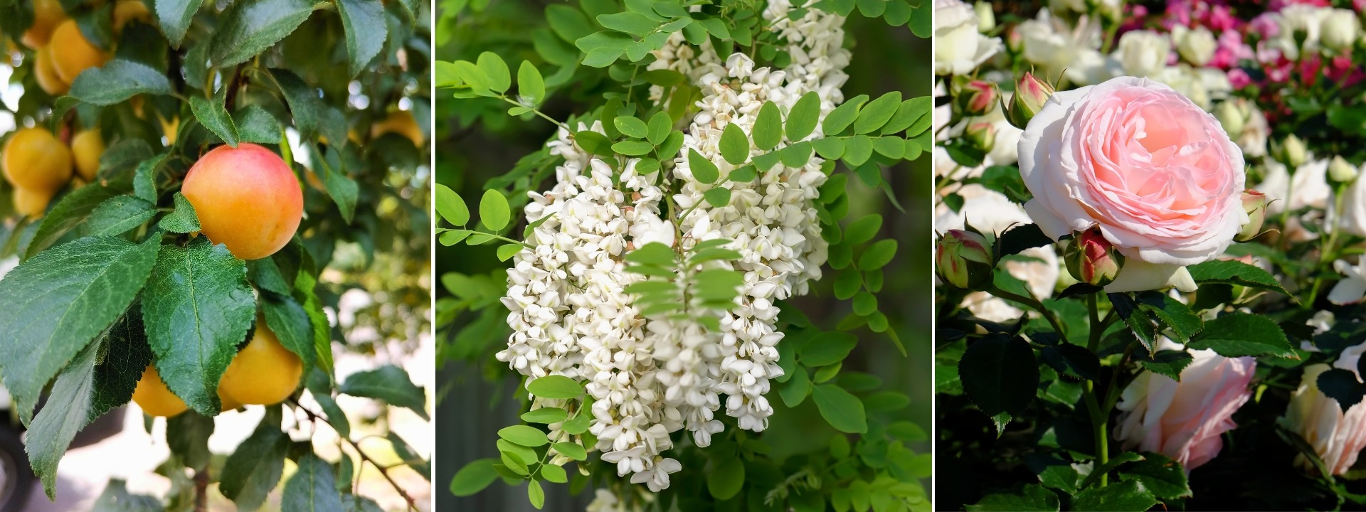 <i>Liquidação</i> RAÍZES NUAS