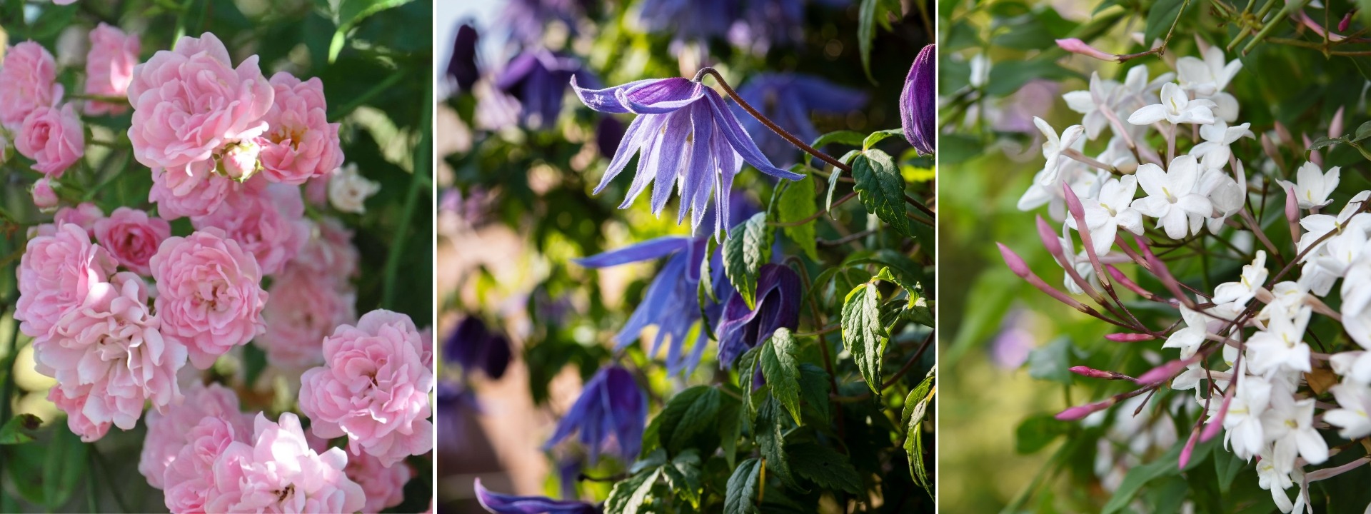 <i>Trepadeiras</i> DE PRIMAVERA