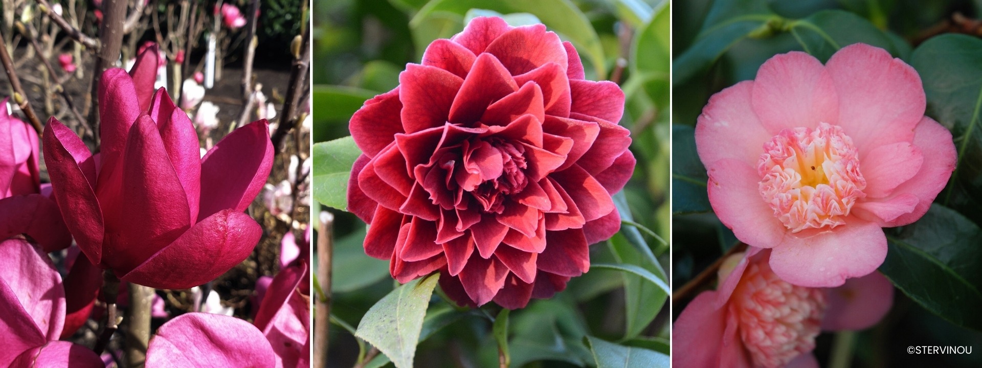 <i>Arbustos</i> TERRA DE BRUYERE