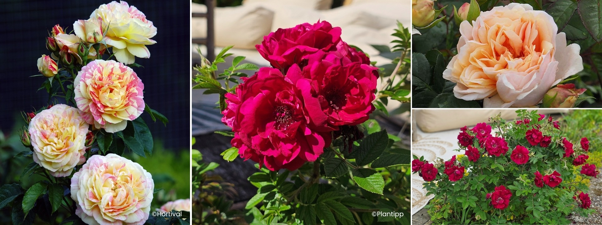 <i>Novidades</i> ROSAS