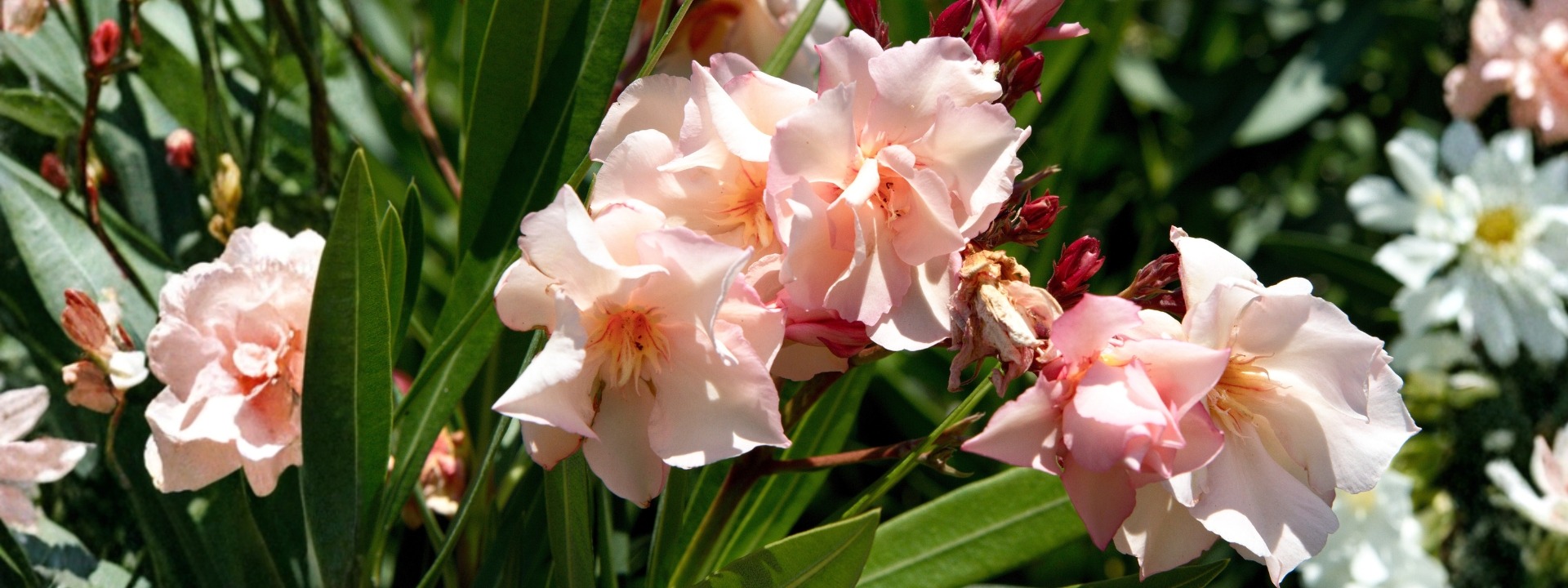 <i>PROMOÇÃO</i> OLEANDRO PROVENCE