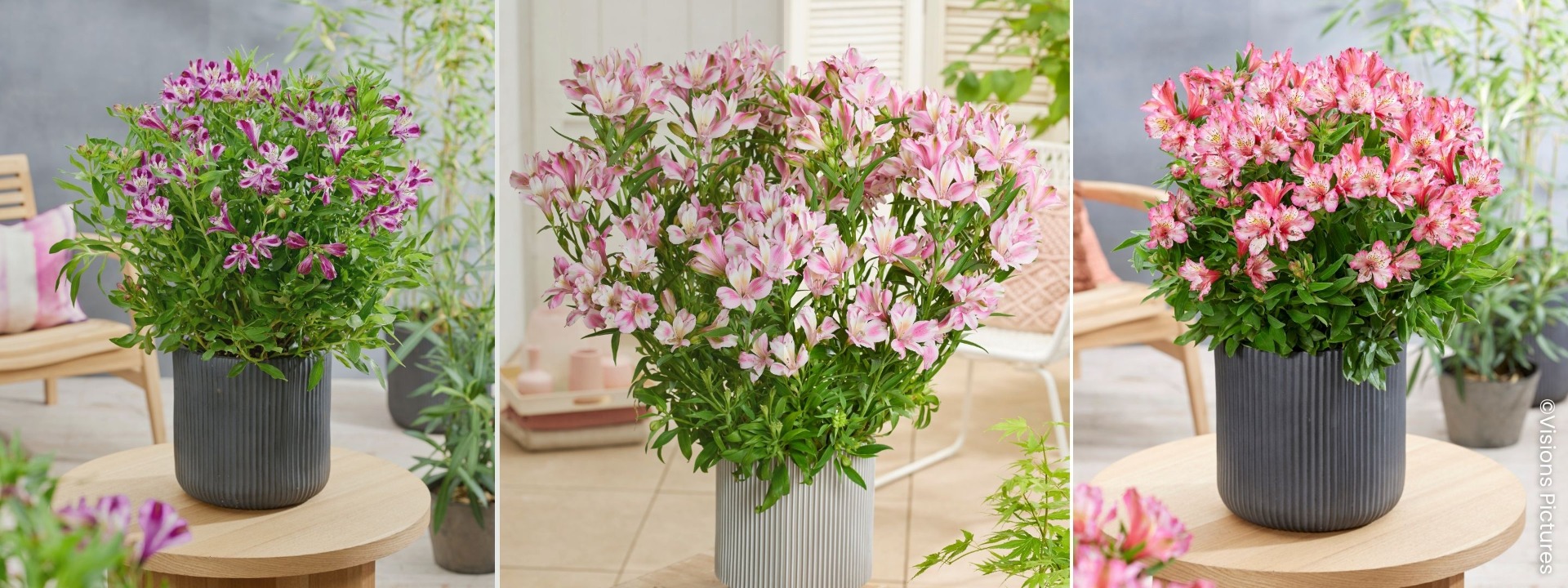 <i>Novidade</i> ALSTROEMERIA